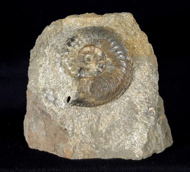 Amaltheus (Amaltheus) margaritatus DE MONTFORT 1808 - Bild © FossNet FossilienStore